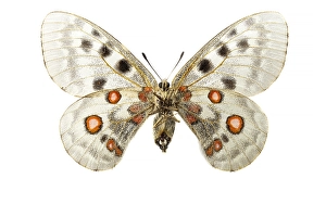 Papilionidae Prints: Apollo; Parnassius apollo