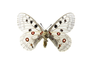 Papilionidae Prints: Apollo; Parnassius apollo