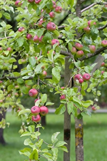 Harvest Prints: Appel, Apple