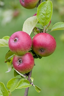 Harvest Prints: Appel, Apple