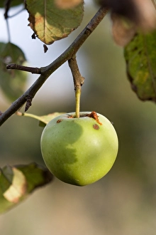 Images Dated 27th October 2006: Appel, Apple