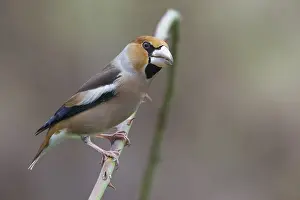 Images Dated 9th January 2015: Appelvink; Hawfinch; Coccothraustes coccothraustes