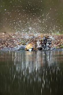 Images Dated 6th June 2014: Appelvink; Hawfinch; Coccothraustes Coccothraustes;