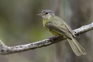 2010 Prints: Apperts Tetraka, Appert's Greenbul, Xanthomixis apperti