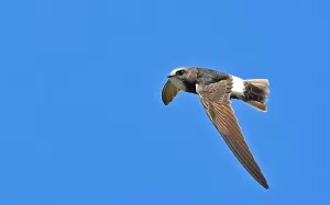Images Dated 18th May 2021: Apus affinis