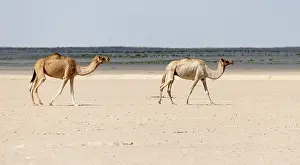 2023 Prints: Arabian Camel, Camelus Dromedarius