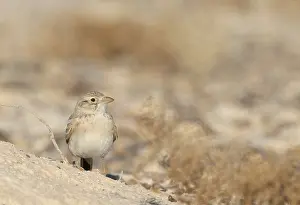 : Arabian Lark, Eremalauda eremodites