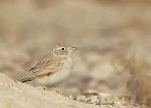 : Arabian Lark, Eremalauda eremodites