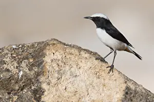 Muscicapidae Prints: Arabian Wheatear