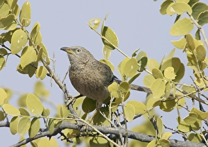 Arabische Prints: Arabische Babbelaar, Arabian Babbler, Turdoides squamiceps