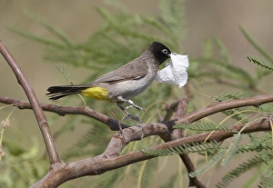 Arabische Prints: Arabische Buulbuul, White-spectacled Bulbul, Pycnonotus xanthopy
