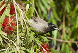 Arabische Prints: Arabische Buulbuul, White-spectacled Bulbul, Pycnonotus xanthopy
