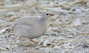 Images Dated 28th March 2009: Arabische Woestijnpatrijs, Sand Partridge, Ammoperdix heyi