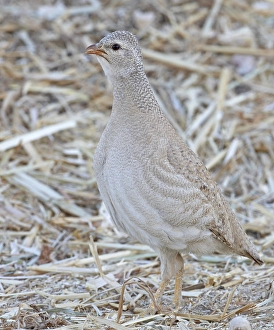 Images Dated 28th March 2009: Arabische Woestijnpatrijs, Sand Partridge, Ammoperdix heyi