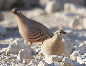 Images Dated 28th March 2009: Arabische Woestijnpatrijs, Sand Partridge, Ammoperdix heyi