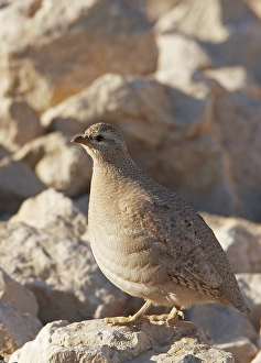 Images Dated 28th March 2009: Arabische Woestijnpatrijs, Sand Partridge, Ammoperdix heyi