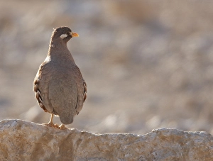 Images Dated 28th March 2009: Arabische Woestijnpatrijs, Sand Partridge, Ammoperdix heyi