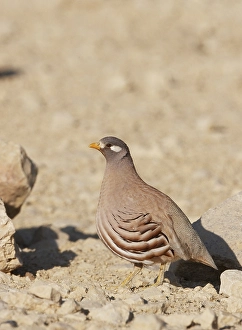 Arabische Prints: Arabische Woestijnpatrijs, Sand Partridge, Ammoperdix heyi