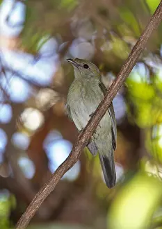 Images Dated 21st December 2007: Araripe Manakin, Antilophia bokermanni