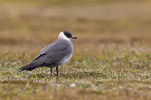 Stercorariidae Prints: Arctic Jaeger