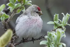 Redpoll Prints: Arctic Redpoll