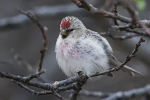 Redpoll Prints: Arctic Redpoll