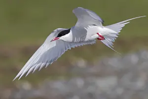 Images Dated 31st May 2017: Arctic Tern