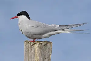 Images Dated 28th May 2017: Arctic Tern