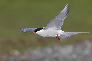 Images Dated 31st May 2017: Arctic Tern
