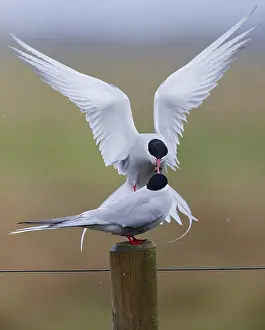 Courtship Prints: Arctic Tern