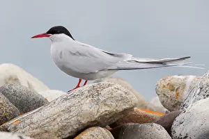 Arctic Tern