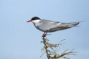 Images Dated 12th June 2017: Arctic Tern, Sterna paradisaea