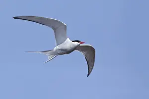Images Dated 14th June 2017: Arctic Tern, Sterna paradisaea