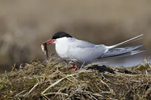 Images Dated 8th June 2017: Arctic Tern, Sterna paradisaea