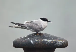 Images Dated 5th October 2010: Arctic Tern, Sterna paradisaea
