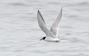 Images Dated 14th July 2011: Arctic Tern, Sterna paradisaea