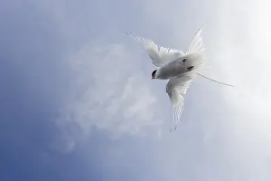 Images Dated 4th June 2022: Arctic Tern, Sterna paradisaea