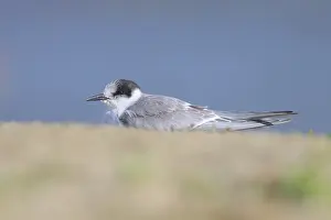 Images Dated 9th September 2022: Arctic tern, Sterna paradisea