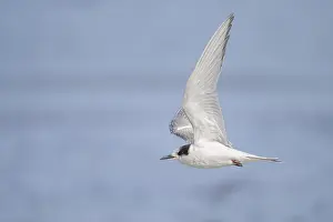 Images Dated 9th September 2022: Arctic tern, Sterna paradisea