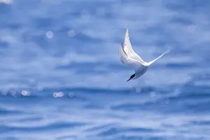 Sternidae Prints: Arctic tern, Sterna paradisea
