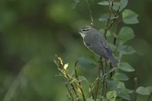 Images Dated 27th June 2007: Arctic Warbler, Phylloscopus borealis