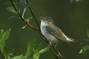 Images Dated 27th June 2007: Arctic Warbler (Phylloscopus borealis)