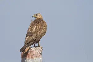 Arendbuizerd Prints: Arendbuizerd, Long-legged Buzzard, Buteo rufinus rufinus