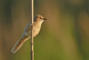 Images Dated 14th May 2023: Argya altirostris