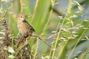 Images Dated 14th May 2023: Argya altirostris