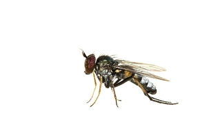 Images Dated 7th June 2020: Argyra diaphana
