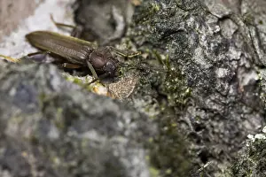 Nocturnal Prints: Arhopalus rusticus
