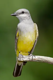 Koningstiran Prints: Arkansaskoningstiran, Western Kingbird, Tyrannus verticalis