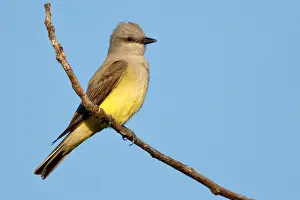 Koningstiran Prints: Arkansaskoningstiran, Western Kingbird, Tyrannus verticalis