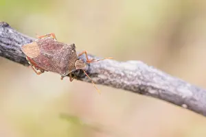 Hemiptera Prints: Arma custos